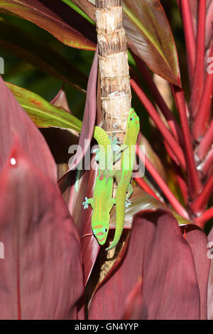 Zwei Goldstaub Taggeckos in einem Rennen auf einem Baum in einem Garten in Hawaii Stockfoto