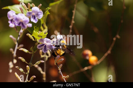 Schwarz und gelb Western Bumble Bee Bombus Occidentalis sammelt Pollen in einem Southern California-Garten im Frühling. Stockfoto