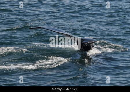 Buckelwale vor der Küste von Massachusetts zeigt ihre Egel Stockfoto