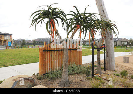 Nahaufnahme von Aloe Barberae oder auch bekannt als Baum Aloe, Aloe Bainesii Dyer, südafrikanischen Baum aloe Stockfoto