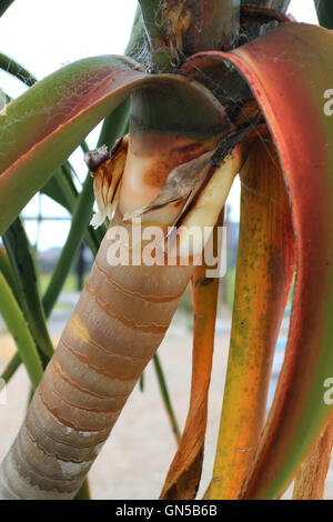 Nahaufnahme von Aloe Barberae oder auch bekannt als Baum Aloe, Aloe Bainesii Dyer, südafrikanischen Baum aloe Stockfoto