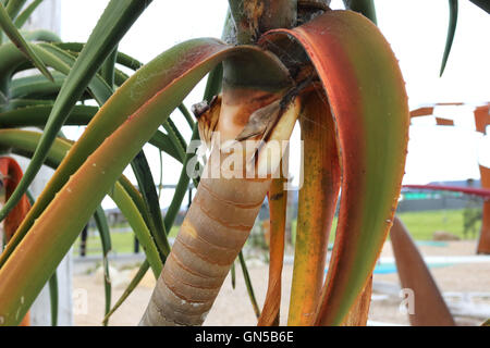 Nahaufnahme von Aloe Barberae oder auch bekannt als Baum Aloe, Aloe Bainesii Dyer, südafrikanischen Baum aloe Stockfoto