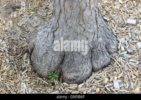 Nahaufnahme von Aloe Barberae oder auch bekannt als Baum Aloe, Aloe Bainesii Dyer, südafrikanischen Baum Aloe Baumstamm Basis Stockfoto