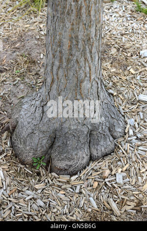 Nahaufnahme von Aloe Barberae oder auch bekannt als Baum Aloe, Aloe Bainesii Dyer, südafrikanischen Baum Aloe Baumstamm Basis Stockfoto