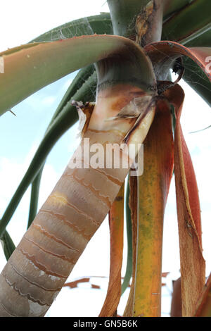 Nahaufnahme von Aloe Barberae oder auch bekannt als Baum Aloe, Aloe Bainesii Dyer, südafrikanischen Baum aloe Stockfoto