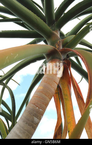 Nahaufnahme von Aloe Barberae oder auch bekannt als Baum Aloe, Aloe Bainesii Dyer, südafrikanischen Baum aloe Stockfoto