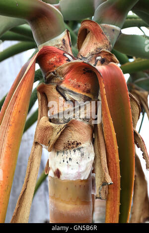 Nahaufnahme von Aloe Barberae oder auch bekannt als Baum Aloe, Aloe Bainesii Dyer, südafrikanischen Baum aloe Stockfoto