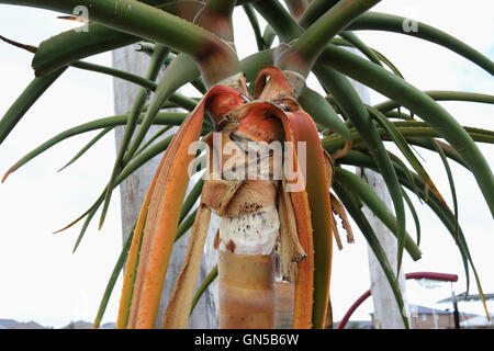 Nahaufnahme von Aloe Barberae oder auch bekannt als Baum Aloe, Aloe Bainesii Dyer, südafrikanischen Baum aloe Stockfoto