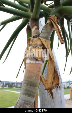 Nahaufnahme von Aloe Barberae oder auch bekannt als Baum Aloe, Aloe Bainesii Dyer, südafrikanischen Baum Aloe Baumstamm Stockfoto