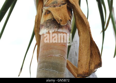 Nahaufnahme von Aloe Barberae oder auch bekannt als Baum Aloe, Aloe Bainesii Dyer, südafrikanischen Baum Aloe Baumstamm Stockfoto