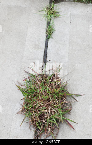 Rasen wächst zwischen den Lücken in Beton Boden Stockfoto