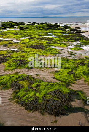 Unter Wasser Algen auf Küstenfelsen bei Ebbe in Largo Bay, Lower Largo, Fife, Schottland, Vereinigtes Königreich Stockfoto