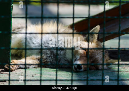 Ein armer Fuchs in einem Käfig Stockfoto