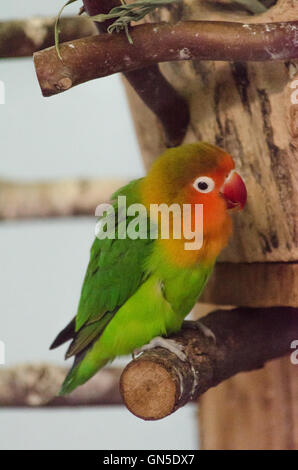 Multicolor kleine Papagei auf Ast Stockfoto