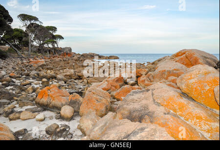 Orangefarbenen Flechten bedeckt Felsen auf der malerischen indischen Ozean Küste mit Bäumen in der Abenddämmerung im Bunker Bay, Westaustralien. Stockfoto