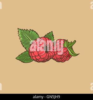 Himbeere im Vintage-Stil. Farbige Vektor-illustration Stock Vektor