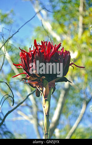 Große Blüte Gymea Lily (Doryanthes Excelsa). Royal National Park. Auch bekannt als die Flamme Lily oder Speer Lilie. Stockfoto