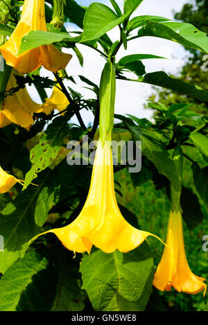 Großen duftenden gelben Blüten der Engelstrompete (Brugmansia Insignis), in freier Wildbahn als ausgestorben gelistet. Stockfoto