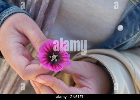 Frau Finger, die eine rosa und lila Blume Stockfoto