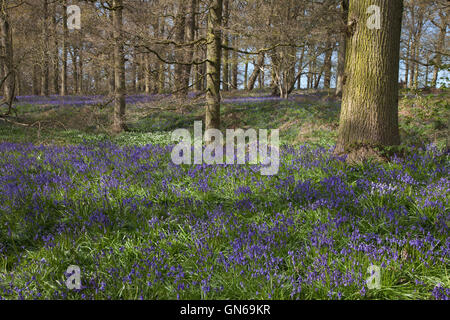 Glockenblumen im Frühling. Stockfoto