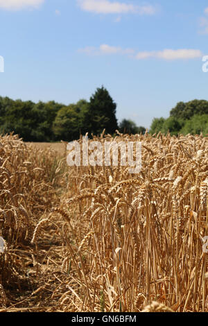Reif für die Ernte Mais Stockfoto
