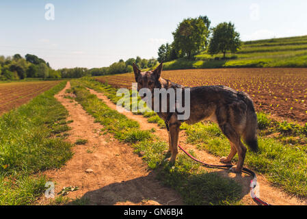 Hund und Natur Stockfoto