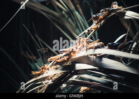 Heuschrecken und vegetation Stockfoto