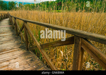 Holzweg auf Zuckerrohr Dickicht und vegetation Stockfoto