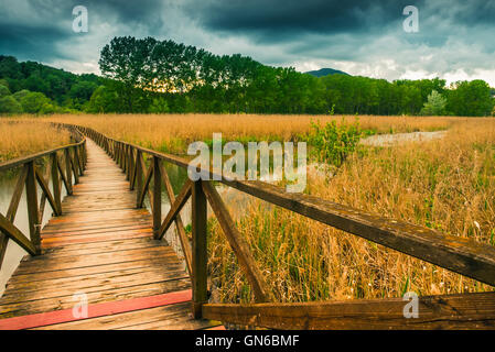 Holzweg auf Zuckerrohr Dickicht und vegetation Stockfoto