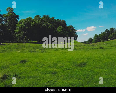 Walisische Park und Hirsche Stockfoto