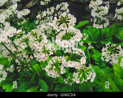 Weiße Blüten im Aberglasney Gärten Stockfoto