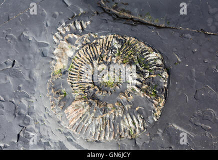 Ammonit Fossil im Kimmeridge-Schiefer, Purbeck Dorset Stockfoto