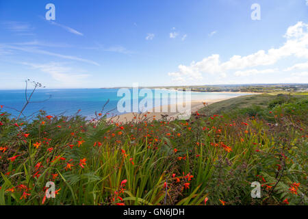 Montbretia (Crocosmia) Blumen Blumen auf der South West Coastal Path zwischen Lelant & Carbis Bay, Cornwall, UK Stockfoto