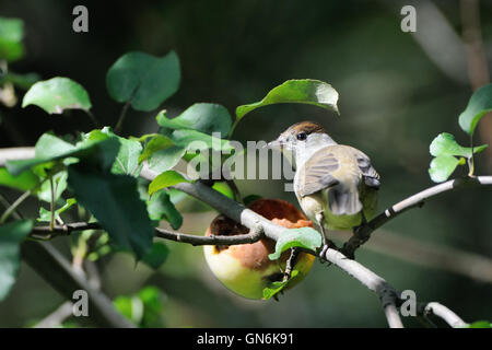 Weibliche eurasischen Mönchsgrasmücke (Sylvia Atricapilla) am Apfelbaum. Moscow Region, Russland Stockfoto