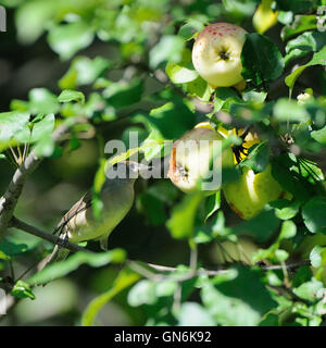 Weibliche eurasischen Mönchsgrasmücke (Sylvia Atricapilla) am Apfelbaum. Moscow Region, Russland Stockfoto