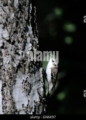 Eurasische oder gemeinsame Waldbaumläufer (Certhia Familiaris) klettert die Birke Stamm. Moscow Region, Russland Stockfoto