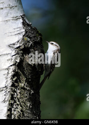 Eurasische oder gemeinsame Waldbaumläufer (Certhia Familiaris) klettert die Birke Stamm. Moscow Region, Russland Stockfoto