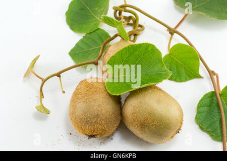 Frisch gepflückten Kiwi mit Ast und Blättern auf weißem Hintergrund Stockfoto