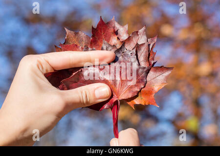 Roten Herbstlaub im Womans Hand. Herbst-Saison Stockfoto