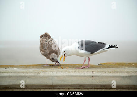 Eine Erwachsene und Jugendliche Möwe (westliche Möve) teilen einen Snack der Maiskörner am Ocean Beach in San Francisco. Stockfoto