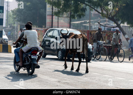 Eine heilige Kuh, die entlang einer belebten Hauptstraße in Agra, Uttar Pradesh, Indien, wandert Stockfoto