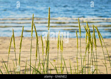 Seelandschaft mit Sand Weidelgras (Leymus Arenarius) wächst auf Dünen am Ufer der Ostsee. Pommern, Nordpolen. Stockfoto