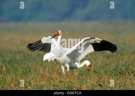 Anzeigen des Bildes der sibirische Kraniche (Grus Leucogeranus) im Keoladev Nationalpark, Rajasthan, Indien Stockfoto