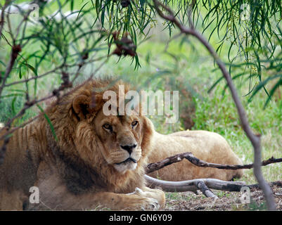 Ein männlicher Löwe (Panthera Leo) in Drakenstein Löwenpark, Klapmuts, Kaps, Südafrika. Stockfoto