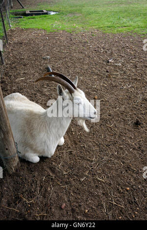 Weiße Hausziege (Capra Aegagrus Hircus) liegend in Drakenstein Löwenpark, Klapmuts, Kaps, Südafrika. Stockfoto