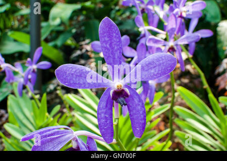 Nahaufnahme von Orchidee blüht in berühmten Singapur Botanischer Garten Stockfoto