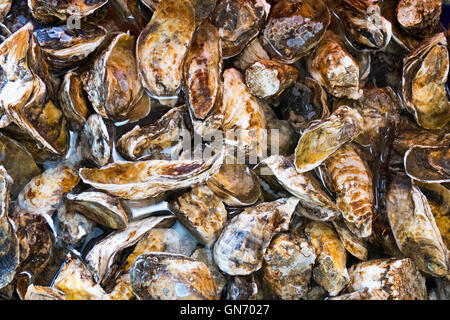 Große Mengen an Austern Stockfoto