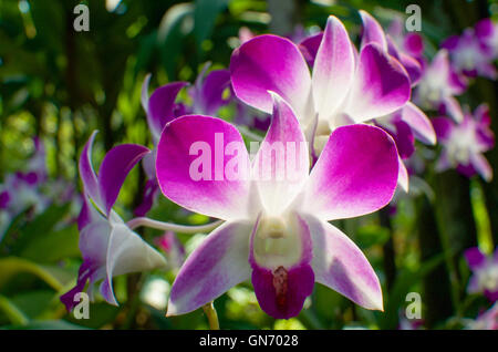 Nahaufnahme von Orchidee blüht in berühmten Singapur Botanischer Garten Stockfoto