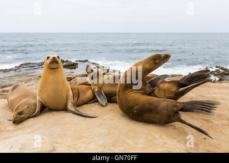 eine Gruppe von Seelöwen in der Sonne auf den Felsen am La Jolla Cove, La Jolla, San Diego, Kalifornien, USA Stockfoto