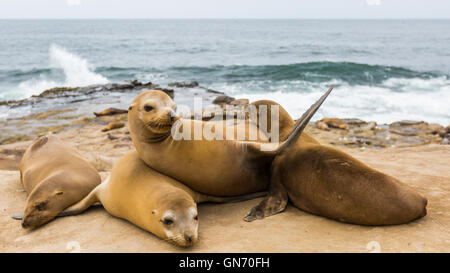 eine Gruppe von Seelöwen in der Sonne auf den Felsen am La Jolla Cove, La Jolla, San Diego, Kalifornien, USA Stockfoto